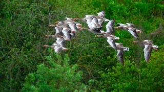 На 22 май се отбелязва Международният ден на биоразнообразието За