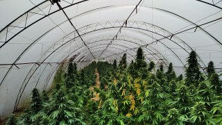Две наркооранжерии с огромно количество канабис разкриха край село Хан