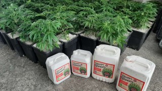 Разбиха наркооранжерия в центъра на Бургас съобщават от Областната дирекция