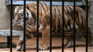 Жена скочи в клетка на тигър (ВИДЕО)