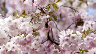 Днес ще бъде слънчево с разкъсана висока облачност Това съобщават от