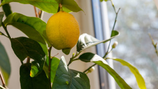 За някои градинари отглеждането на плодно дърво на закрито може