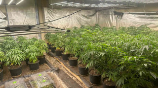 Полицията е засякла две оранжерии за отглеждане марихуана в района