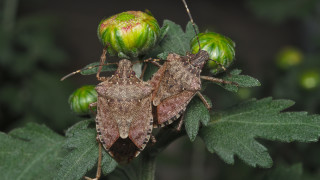Миризливките наричани още и с народното име вонещици са заслужили