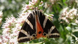 Обява за провеждане на обществени обсъждания на план за опазване на популациите на Тигрова пеперуда