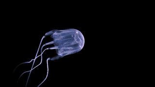 Морската оса известна още като кубовидна медуза или медуза жило живее