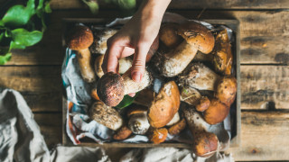 Гъбите забавят мозъчното стареене и деменцията