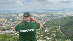 Черната пантера: Нетипичен за района опасен хищник е забелязан край Тутракан