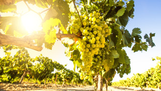 317 нови инвестиции са реализирани в лозаро винарския сектор у нас