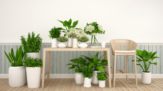 Прехласваме от градини и балкони с изрядно подредена и добре