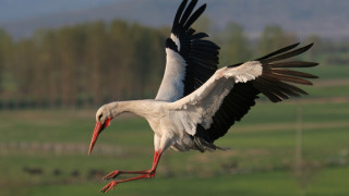 Изработени са проекти на заповеди за обявяване на три защитени