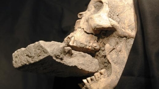 Учени откриха череп на „вампир“