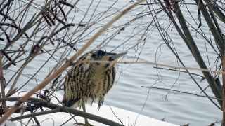 Много изчезващи видове птици зимуват в България