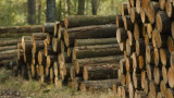 Как се развива горският сектор у нас след изчезването на най-големия местен купувач на дървесина