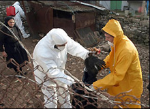 Птичият грип у нас не е от "щама убиец" H5N1