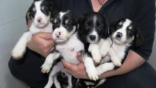 От дома за кучета Animal Rescue Sofia призовават за подкрепа