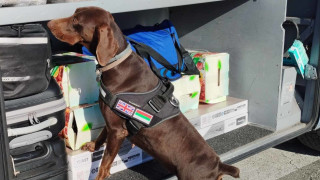 С помощта на специално обучено куче митнически служители на ГКПП