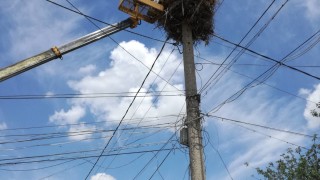 Съвместна акция по спасяване на щъркели се проведе в пловдивския