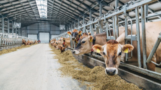 Разходите за изхранването на добитъка в световен мащаб се увеличават с 30%. Какво става с цените на месото?