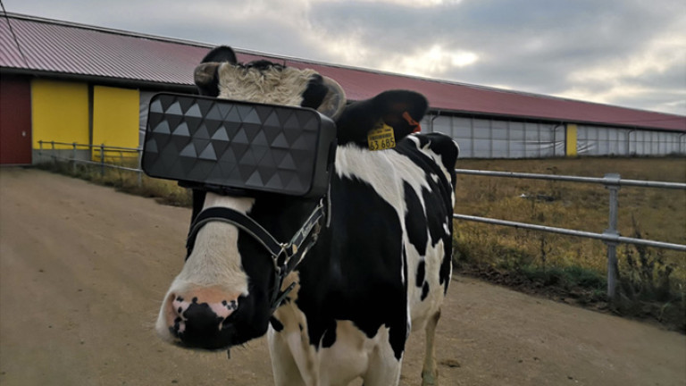 В Русия сложиха VR очила на крави