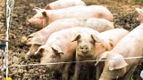 България се включва в европейска кампания за борба с чумата по свинете