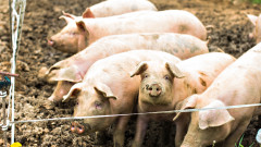 Засякоха огнище на чума по свинете в Съединение