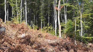 Големите количества валежи са виновни за бедствията не сеч по