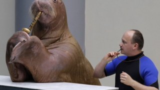 Морж свири на саксофон (видео)