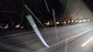 Студът и резките температурни промени принудиха щъркелите дошли в страната