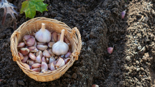 В градината винаги има някои вредители с които се опитваме