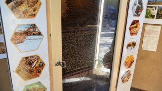 Откриха Музей на пчелата в София