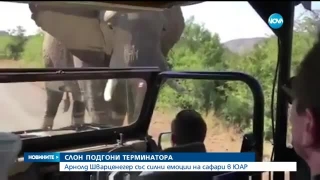 Слон подгони Арнолд Шварценегер наистина
