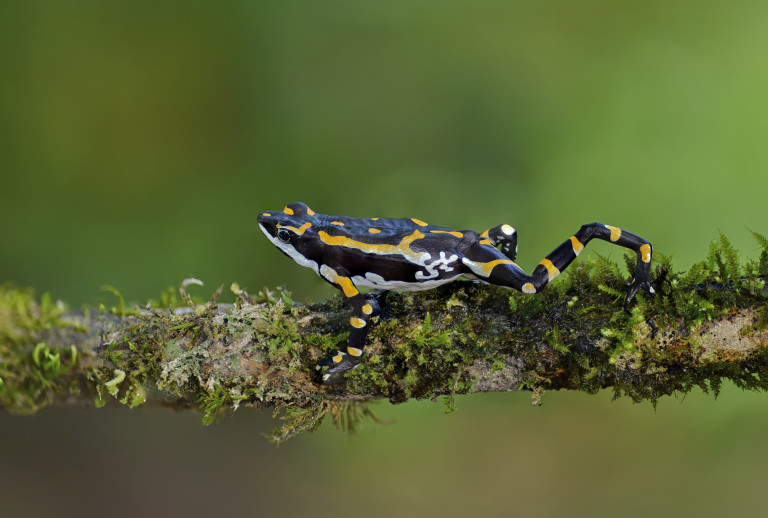 Земноводните регулират популациите на насекоми