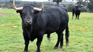 Бик нападна и уби възрастен мъж в Старозагорско Инцидентът е станал