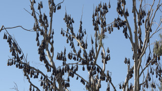 Жителите на малко градче в североизточния австралийски щат Куинсленд са