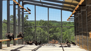 Най голямата и тежка граблива птица в Европа черен лешояд се