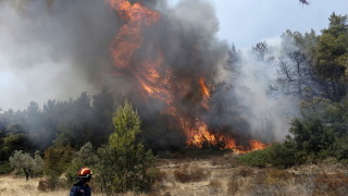 Пожарът който възникна вчера в дъбова гора при град Ветрен