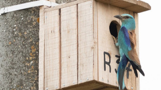 Десетки гнездилки по въздушните електропроводи са поставени в областите Велико