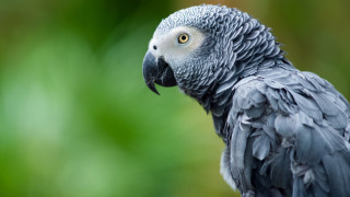 Пет псуващи папагала и каква ще е съдбата им