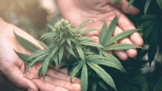 Полицията иззе голяма количество марихуана при акция срещу разпространението на