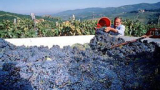 153 596 тона грозде изкупиха винарите
