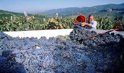 153 596 тона грозде изкупиха винарите