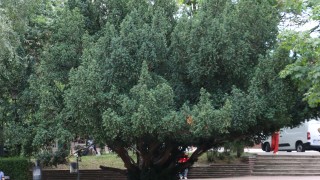Три вековни дървета в историческата част на София са обявени