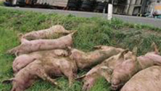 Мъртви прасета блокираха чешка магистрала