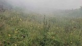 Пожарът в Рила обхвана над 100 декара, в гасенето участват и военни хеликоптери