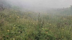 Пожарът в Рила обхвана над 100 декара, в гасенето участват и военни хеликоптери