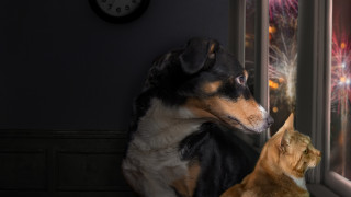 Както всяка година организацията за защита на животните в България