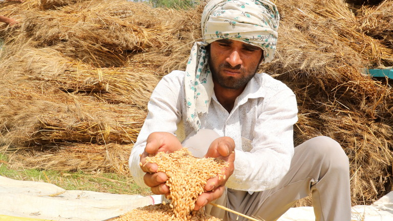 Индия забранява износа на пшеница