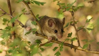На 43 места се поставят къщички за наблюдение на сънливци