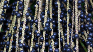 Суперхраната която става все по популярна и която си струва да